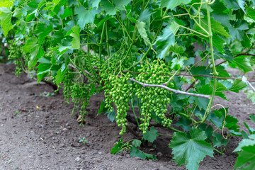 Beautiful young unripe grapes at summer