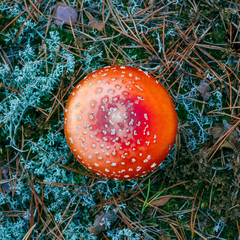 Amanita Muscaria poisonous mushroom
