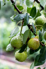 A green pear on a tree after a rain in droplets of dew.
