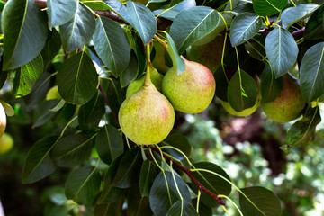 A green pear on a tree