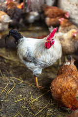 Chickens on the farm. Toned, style, color photo.