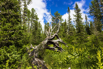 Old crooked dry dead tree in a summer day. Fairy landscape with a weathered snag fantastic shaped...