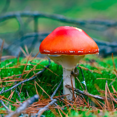 Amanita Muscaria poisonous mushroom