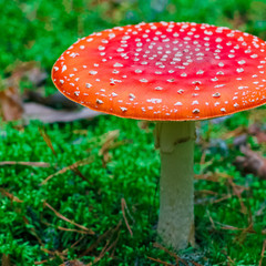 Amanita Muscaria poisonous mushroom