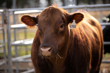 angus