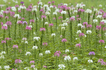 Spider flower field