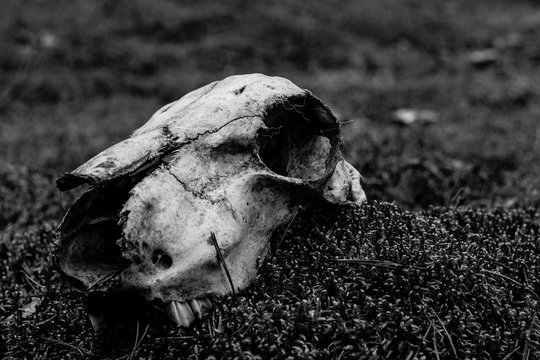 Animal skull on the ground. Loneliness