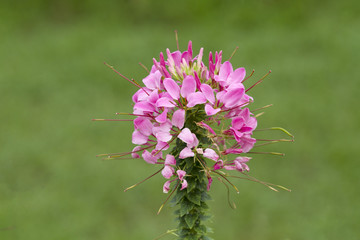 Spider flower on green background