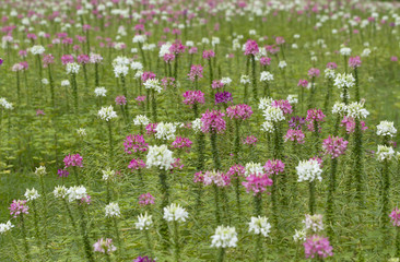 Spider flower field