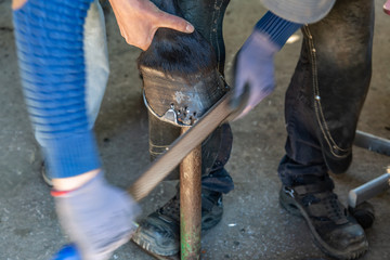 ein Hufeisen wird an den Huf eines Pferdes angepasst