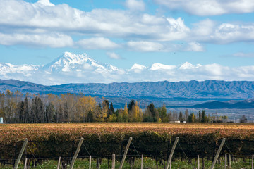 Early morning in the late autumn: Volcano Aconcagua Cordillera and Vineyard. Andes mountain range,...