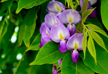 Wisteria sinensis (Glycine de Chine) flowers in the garden.Is a genus of flowering plants that includes species of woody climbing vines that are native to China, Korea,Japan.Selective focus.