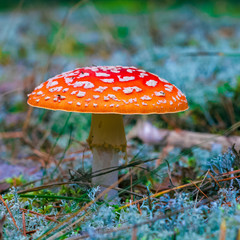 Amanita Muscaria poisonous mushroom