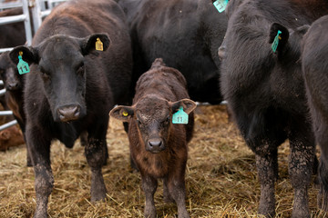 Fototapeta premium angus