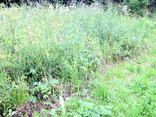 not cut grass near the village house