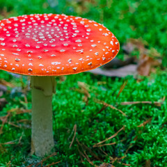 Amanita Muscaria poisonous mushroom
