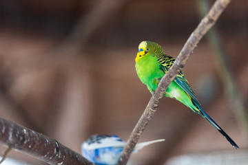 Gr&uuml;ner Papagei auf Ast