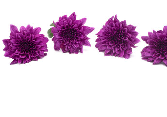 beautiful purple chrysanthemum flowers at the market in Thailand, with copy space