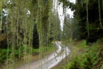 Old Man's Beard Moss