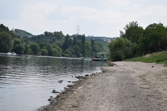 Kandagänse am Rheinufer, Niederwerth bei Koblenz