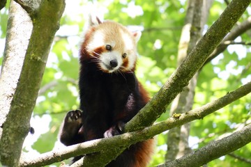 Fototapeta premium roter Panda auf dem Baum