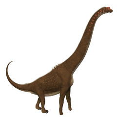 Giraffatitan Dinosaur Side Profile - Giraffatitan was a herbivorous sauropod dinosaur that lived in Africa during the Jurassic Period. © Catmando