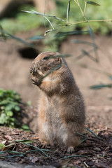 Stehendes Erdmännchen