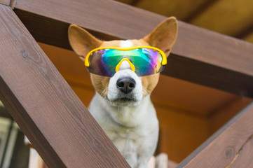 Portrait of Basenji dog in chameleon sunglasses peeping out for everybody around