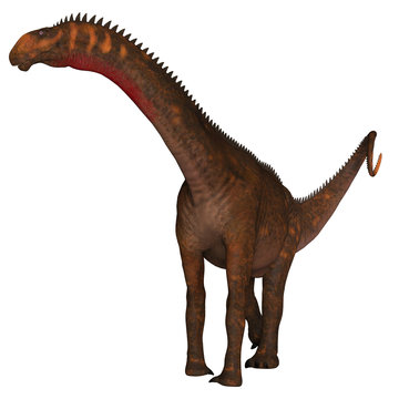 Mierasaurus Dinosaur on White - Mierasaurus was a herbivorous sauropod dinosaur that lived in Utah, USA during the Cretaceous Period. 