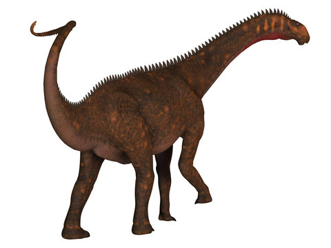 Mierasaurus Dinosaur Tail - Mierasaurus was a herbivorous sauropod dinosaur that lived in Utah, USA during the Cretaceous Period.