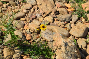 Daisy Growing in Rocks