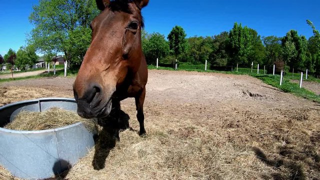 ein braunes Pferd wird gef&uuml;ttert mit Apfel