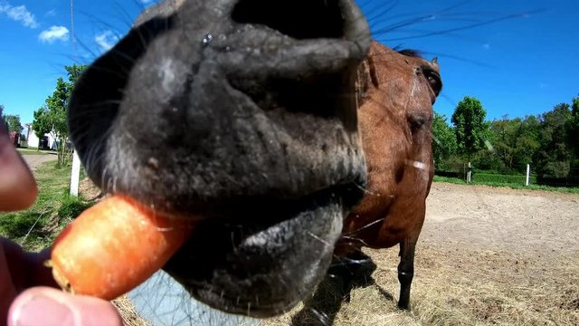 ein braunes Pferd wird gef&uuml;ttert mit M&ouml;hre