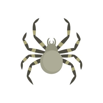 Tarantum spider icon. Flat illustration of tarantum spider vector icon for web isolated on white