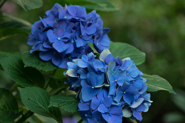 Blue hortensia flowers with green leaves floral background