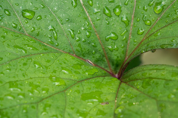 Water drops close up on green leaves