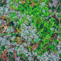 Lush moss in a forest