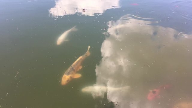 Koi im Teich