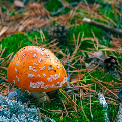 Amanita Muscaria poisonous mushroom