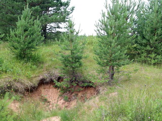 trees growing on the slopes of a ravine