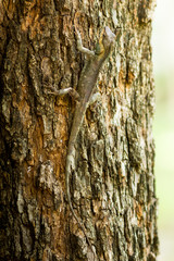 Brown Lizard