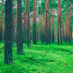 Pine forest green landscape