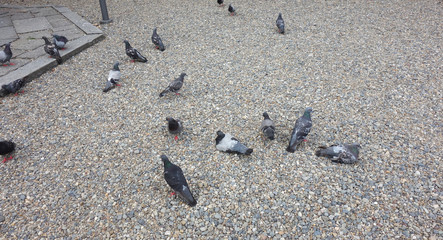 鳩の群れ A group of pigeons