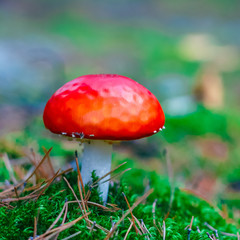 Amanita Muscaria poisonous mushroom