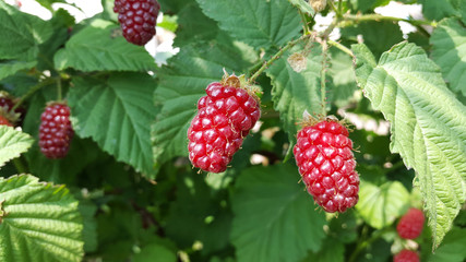 blackberry on the branch close-up
