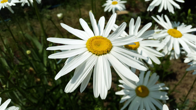 Fototapeta big white chamomile in the garden close-up