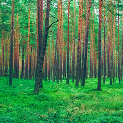 Pine forest green landscape