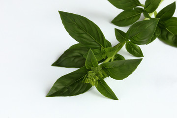 Obraz premium Basil on a white background