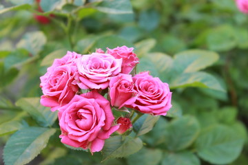 Roses in the garden