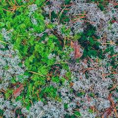 Lush moss in a forest